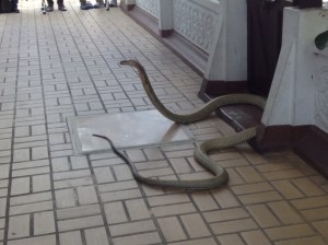 And the King Cobra that was a little close for comfort!