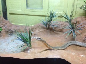 Cobra in the exhibition area.