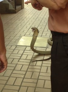 Looking quite fierce, and most displeased.