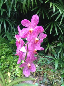 One of the hundreds of varieties of flowers in the Orchid Garden.