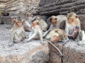 I was able to get right up close to the monkeys, yet they paid me little attention, at first.