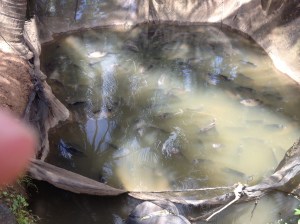 Pool of elephant ear fish at the farm.