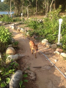 One of my two canine companions for the sunset.