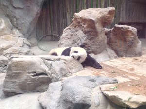 Sleeping panda.