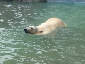 Polar bear swimming in the cleaner of its two pools of water.