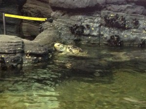 Turtle almost trying to escape from it's exhibit.