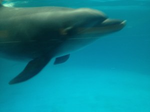 The dolphins still seemed quite enthusiastic about life, at least.