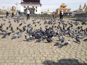 The mass of pigeons outside the monastery.