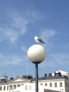 One of the menacing seagulls.