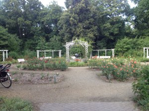 A rose garden within the Tempelhof airport park. 