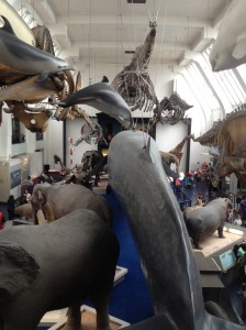 The mammal room is packed full of life size replicas of modern mammals. 