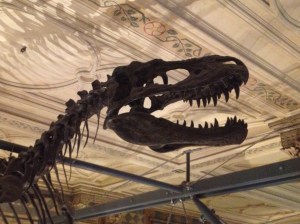 A fearsome allosaurus skull. 