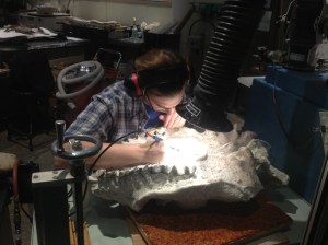 One of the scientists working on uncovering a fossil.