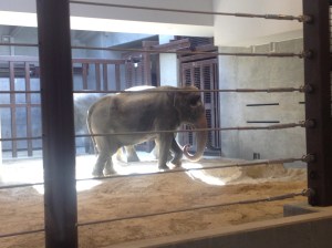 One of the zoos three elephants.