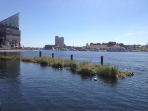 The floating wetlands in Inner Harbour. 