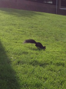 Don't ask me why, but I was fascinated by the regional colour variation of this continents squirrels. 