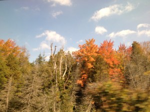 The timing of my trip was so perfect that I observed foliage of both green and red, as the former gave way to the latter.