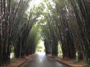 Getting lost in the trees under the canopies. 