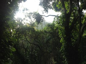 The park was a pristine section of rainforest tucked away behind some of the more expensive houses in Rio.