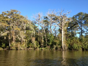 Trees along the waters edge. 