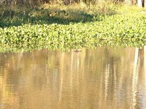One of our few small glimpses of a gator. 