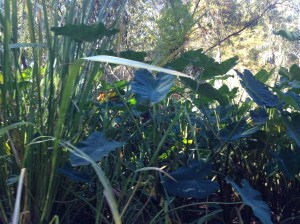 From the murky swamp water grows an abundance of lush greenery.