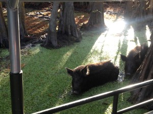 They waded through the shallow water and right up to the boat. 