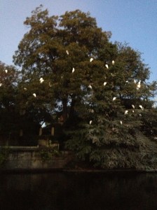 The trees on the ride back along the river were full of these white birds.